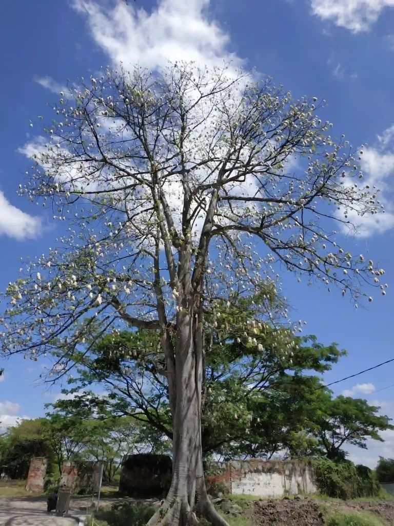 Pohon kapuk randu yang besar menjulang dengan buah merekah siap dipanen